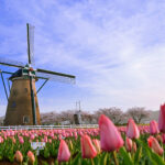 【オランダ観光】今が見ごろ！オランダのチューリップについてまとめてみた